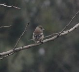 Hawfinch.jpg