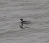 Red-breasted Merganser.jpg