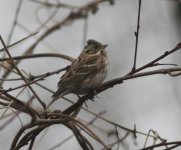 Rustic Bunting.jpg