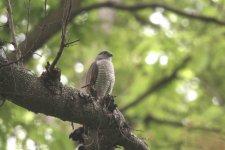 (Madagascar) Sparrowhawk Berenty - 14.jpg