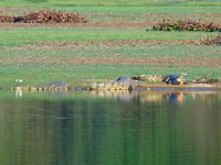 Lake Ravelobe crocs.JPG