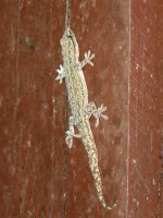 unknown gecko 2.JPG