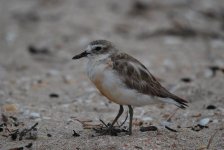 NZ Plover 7s.JPG