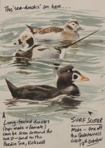 sea ducks (731x1024).jpg