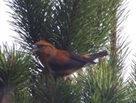 Crossbill.jpg