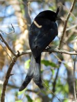 Crested Drongo.JPG