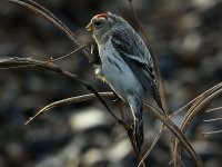 Hornemann's Arctic Redpoll 8523.jpg