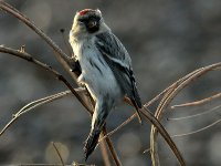 Hornemann's Arctic Redpoll 8611.jpg