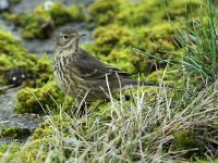 American Buff-bellied Pipit 8761.jpg