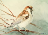 house sparrow.JPG