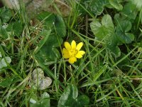 Lesser Celendine.jpg