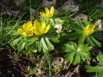 Winter Aconite.jpg