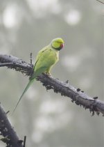 rose-ringed parakeet1.jpg