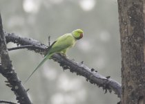 rose-ringed parakeet2.jpg