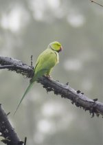 rose-ringed parakeet3.jpg