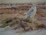 gyr watercolour.JPG