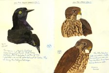 0042-G15-BrewersBlackbird+Merlin-Dec,12.jpg