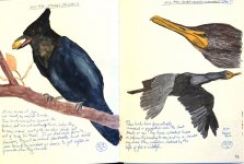 0047-G15-StellersJay+Double-crestedCormorant-Dec,12.jpg