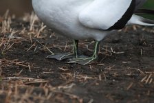 Gannet feet 1s.JPG