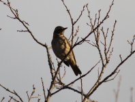 Dark-throated Thrush.jpg