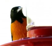 Baltimore Oriole Close Up (Medium).JPG