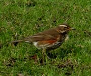 redwing   jan.JPG