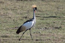 crowned crane.jpg