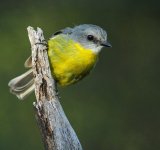 yellow robin v1 stx95 zm adj DSC_6937_edited-1.jpg