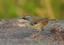 wb scrubwren adj DSC_6871.jpg