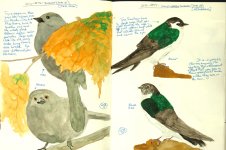 0220-G15-Bushtit+VGSwallow-Sketches-Feb,13.jpg