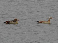 Egyptian Goose pale (800x602).jpg