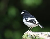 little forktail.jpg