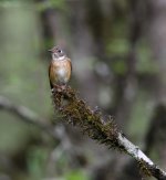 ferruginous flycatcher.jpg