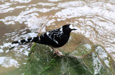 spotted forktail.jpg