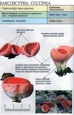 Sarcoscypha coccinea ID guide.jpg