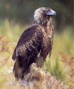 tasmanian-wedge-tailed-eagle-420x500.jpg