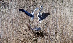 Ardea_cinerea_Taipal_fight.JPG