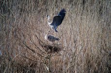 Ardea_cinerea_Taipal_pair_nest.JPG