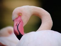 flamingo X100 stx95 S0571585.jpg