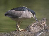 bc night heron X100 stx95 crop DSCF1072 copy.jpg