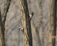 Great Spotted Woodpecker.jpg