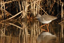 031_Redshank.jpg