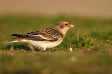 032_SnowBunting.jpg