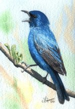 Indigo-bunting4x6.jpg