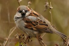 043_HouseSparrow.jpg