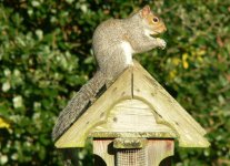 DS squirrel on table-top 1712 .jpg