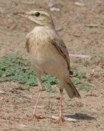 pipit1.JPG