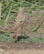 pipit2.jpg