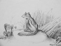 Eastern Chipmunk.jpg