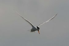 littletern030506b.jpg